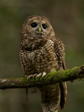A Threatened Northern Spotted Owl in a Redwood Forest