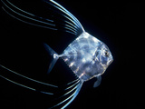 Pompano (Trachinotus Sp) Juvenile Off of Manualita Island  West Side of Cocos Island  Costa Rica