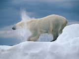 Polar Bear (Ursus Maritimus) Shakes  Off Water  Wager Bay  Canada
