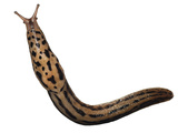 A Leopard Slug Collected from a Sample of Deciduous Forest