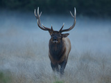 A Roosevelt Elk Bull in Prairie Creek Redwoods State Park