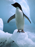 Adelie Penguin (Pygoscelis Adeliae) Standing on Ice  Paulet Island  Antarctica