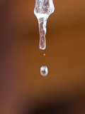 Water Droplets from a Melting Icicle in Steamboat Springs  Colorado