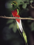 Resplendent Quetzal (Pharomachrus Mocinno) Male  Monteverde Cloud Forest Reserve  Costa Rica