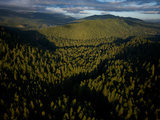 The Largest Patch of Old Growth Redwoods Remaining