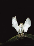Barn Owl (Tyto Alba) on Tree Branch with Wings Spread  Sauvie Island Wildlife Area  Oregon
