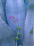 Agave (Agave Sp) and Parry's Penstemon (Penstemon Parryi) Close Up  North America