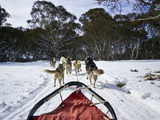 A Team of Siberian Husky Sled Dogs Pull a Sled Through Alpine Snow