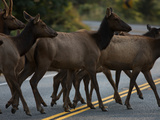 Roosevelt Elk Cross a Road in Prairie Creek Redwoods State Park