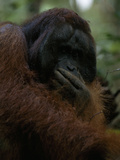 Male Orangutan  Pongo Pygmaeus  with Hand Covering His Mouth
