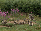 This Den Bore Nearly 13 Arctic Fox Pups (Alopex Lagopus) One Summer