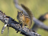 Portrait of a Least Chipmunk  Tamias Miniums  on a Tree Branch
