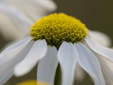 Close Up on the Flower of a Daisy  Leucanthemum Species