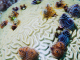 Christmas Tree Worms in Brain Coral Retract Quickly When Approached