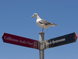 Gull Atop a Restroom Sign  Relieving Itsefl