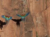 Pair of Green-Winged Macaws  Ara Chloropterus  in Flight