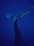 Humpback Whale (Megaptera Novaeangliae) Diving  Hawaii