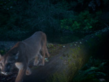 A Remote Camera Captures a Cougar Crossing a Fallen Log