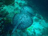 Marble Rays Often Hover Together in One Spot