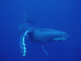 Humpback Whale (Megaptera Novaeangliae)  Maui  Hawaii (Photo Obtained under NMFS Permit)