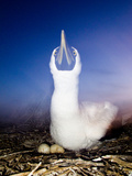 A Nesting Booby and Eggs on a Remote Island in the Gulf of Mexico