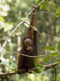 A Juvenile Oranutan  Pongo Pygmaeus  Hangs from a Tree Branch