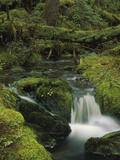 Creek in Coastal Rainforest Along Eyak Lake  Cordova  Alaska