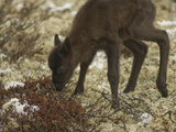 A Newborn Reindeer Calf Tries Out its Shaky Legs on Tundra Lichens