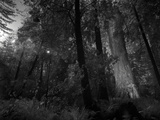 A Scientist Stands Next to an over 300 Foot Giant Redwood Tree