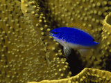 Brillant Blue Starck's Damselfish Swimming in Coral