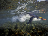 A Macaroni Penguin Returning from the Sea to Nest