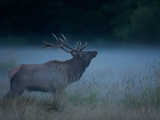 A Roosevelt Elk Bull in Prairie Creek Redwoods State Park