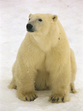 Polar Bear (Ursus Maritimus) Sitting  Hudson Bay  Manitoba  Canada