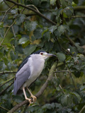 Portrait of a Bird Perched in a Tree