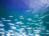Herring Schooling in the Shallows
