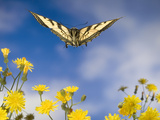 Western Tiger Swallowtail (Papilio Rutulus) Butterfly and Smooth Hawksbeard Flowers  Oregon