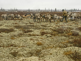 Reindeer Harnessed to a Sled Graze on Vast Fields of Lichen