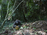 A Motion-Triggered Camera Caught This Gorilla Feeding