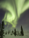 Northern Lights or Aurora Borealis over Frozen Tundra  Boreal Forest  North America
