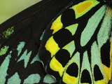 Close Up of Wing Color Pattern on a Cairns Birdwing Butterfly