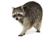 A Raccoon