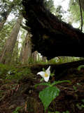 A Trillium Flower Along Ten Taypo Trail