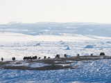 Musk Oxen Graze Above Frozen Ice and Icebergs in the Ocean Below