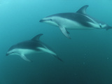 Dusky Dolphin (Lagenorhynchus Obscurus) Pair Underwater  New Zealand
