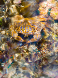 A Colorful Crab Sits Just under the Surface of the Water in Indonesia