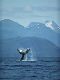 Humpback Whale (Megaptera Novaeangliae) Tail  Southeast Alaska