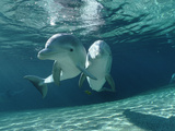 Bottlenose Dolphin (Tursiops Truncatus) Underwater Pair  Hawaii