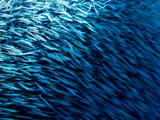 Fry School to Avoid Larger Predators in Mexico