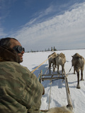 A Nomadic Komi Reindeer Herder Drives His Team Through Spring Snow