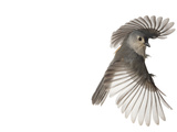 A Tufted Titmouse in Flight